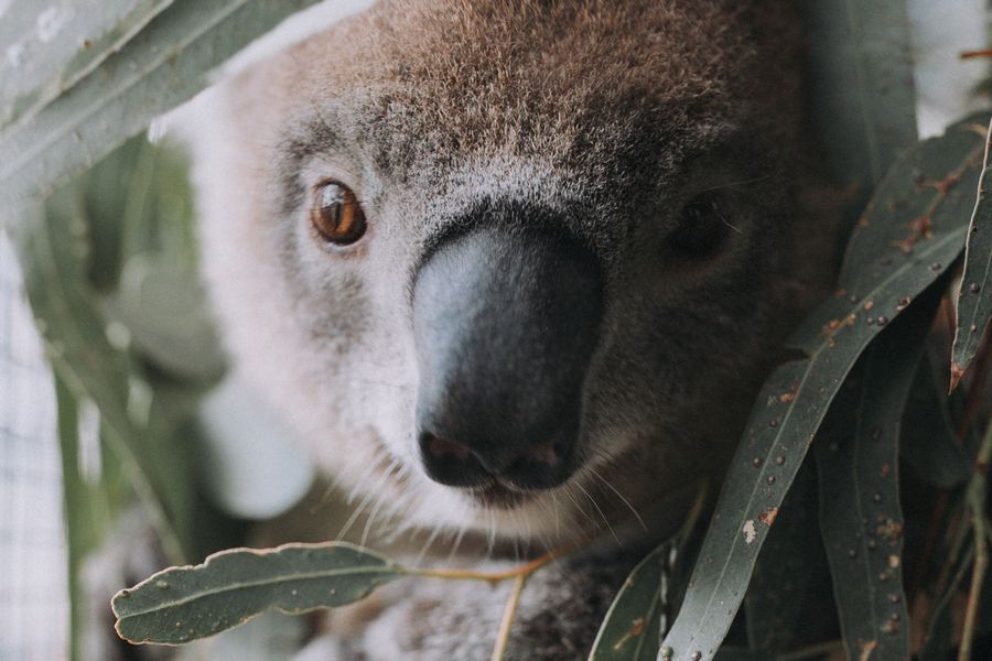 Koalas