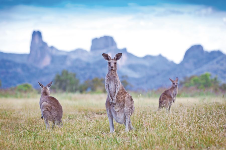 Warrumbungle National Park