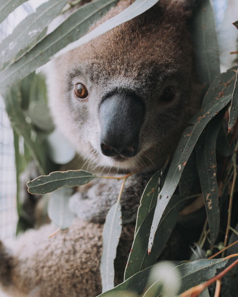 KOALAS