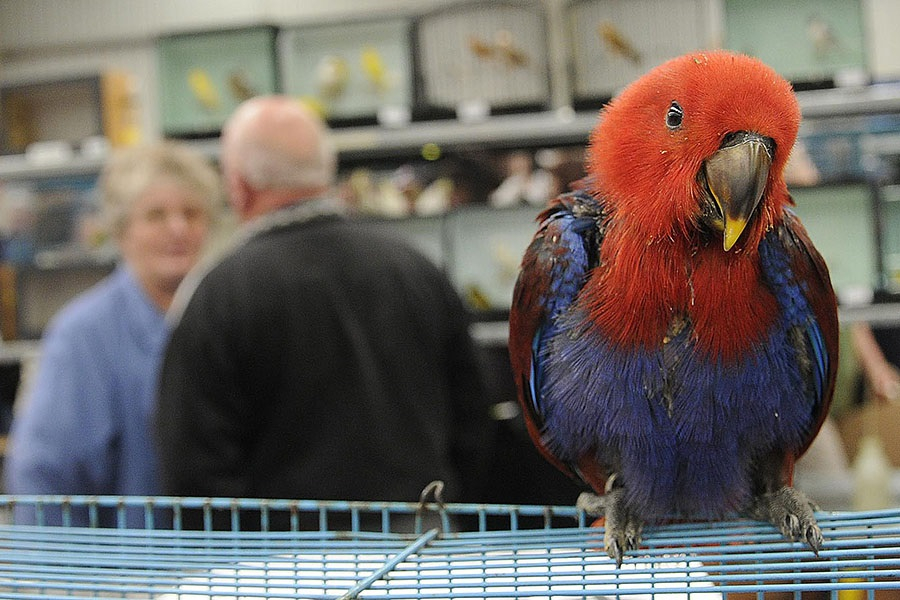 Gunnedah Bird Sale & ExpoSpecial Events