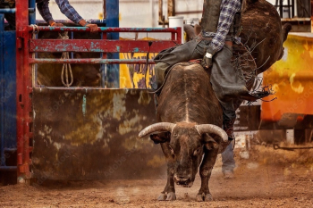 AgQuip Rodeo