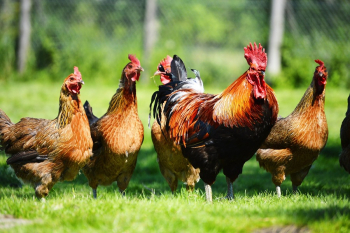 Gunnedah Poultry Club 12th Annual Poultry Auction